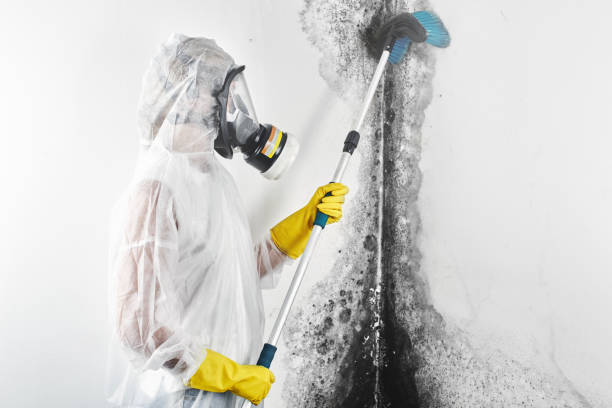 Best Basement Mold Removal  in Garnett, KS