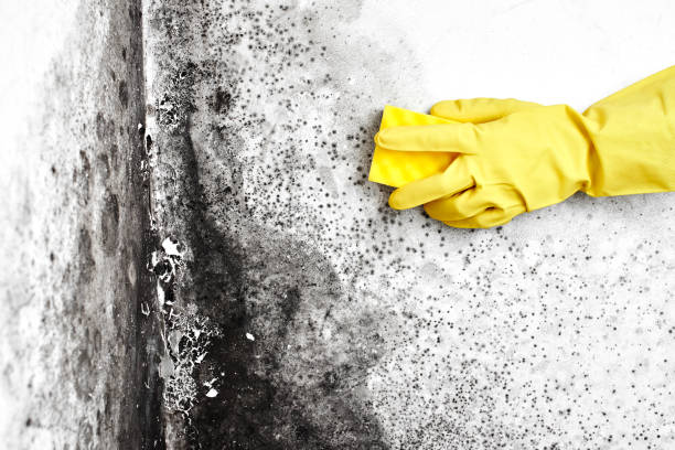 Biohazard Mold Removal in Garnett, KS