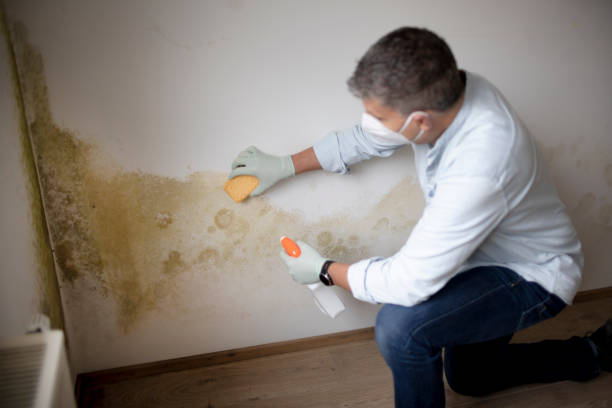 Best Black Mold Removal  in Garnett, KS