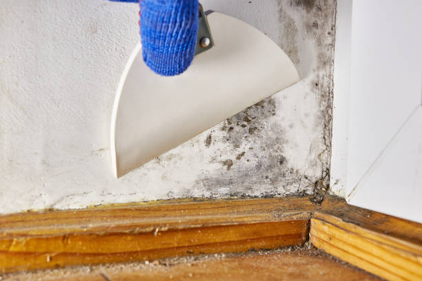 Best Mold Damage Restoration  in Garnett, KS